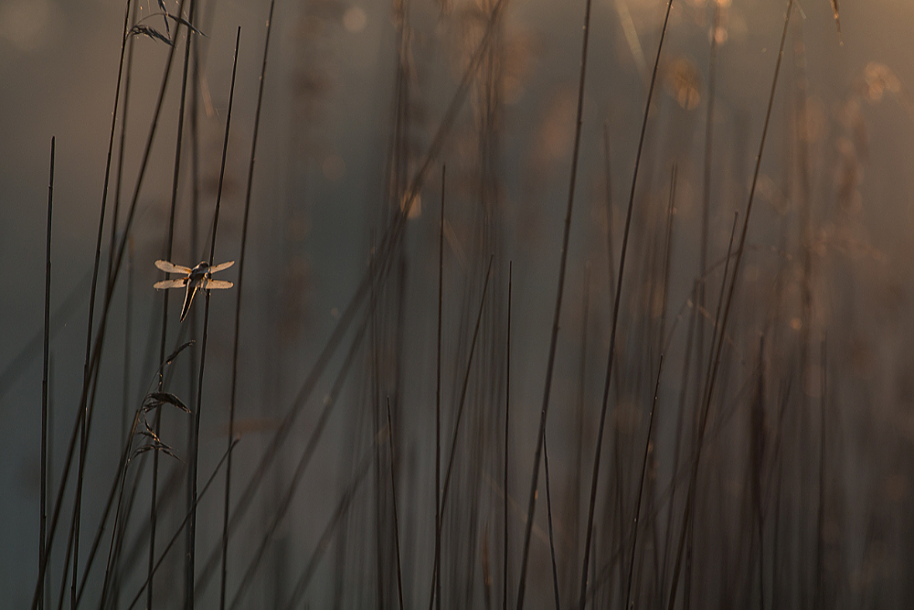 Viervlek (Libellula quadrimaculata) in riet in het allereerste tegenlicht