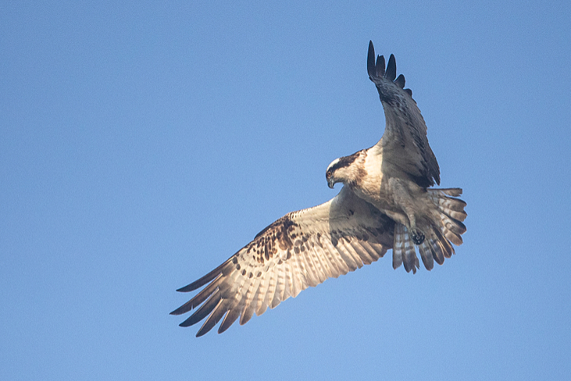 Biddende Visarend (Pandion haliaetus) 