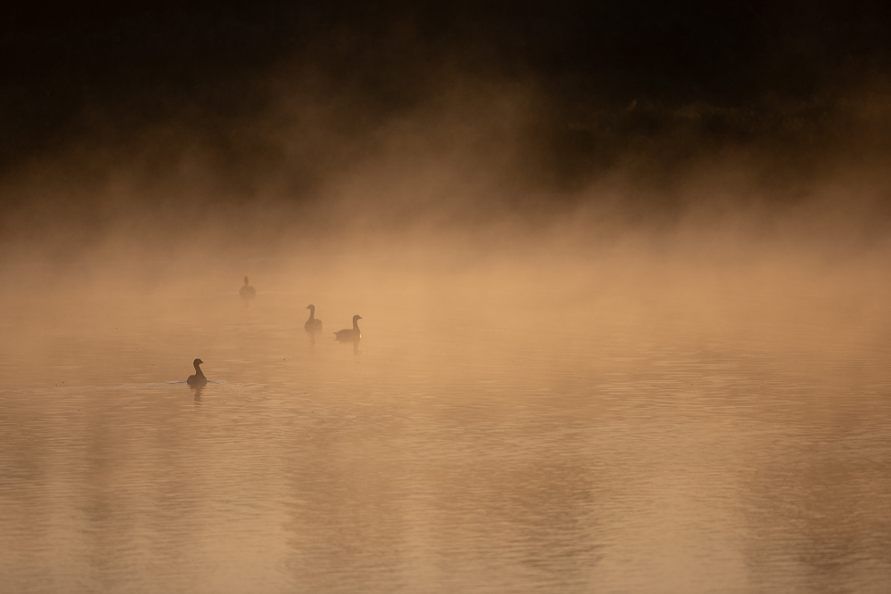 Ganzen op een dampende IJssel in tegenlicht