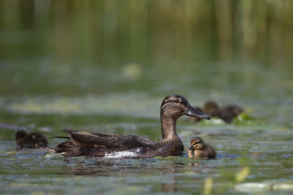 Pullen van de Wilde eend (Anas platyrhynchos) 