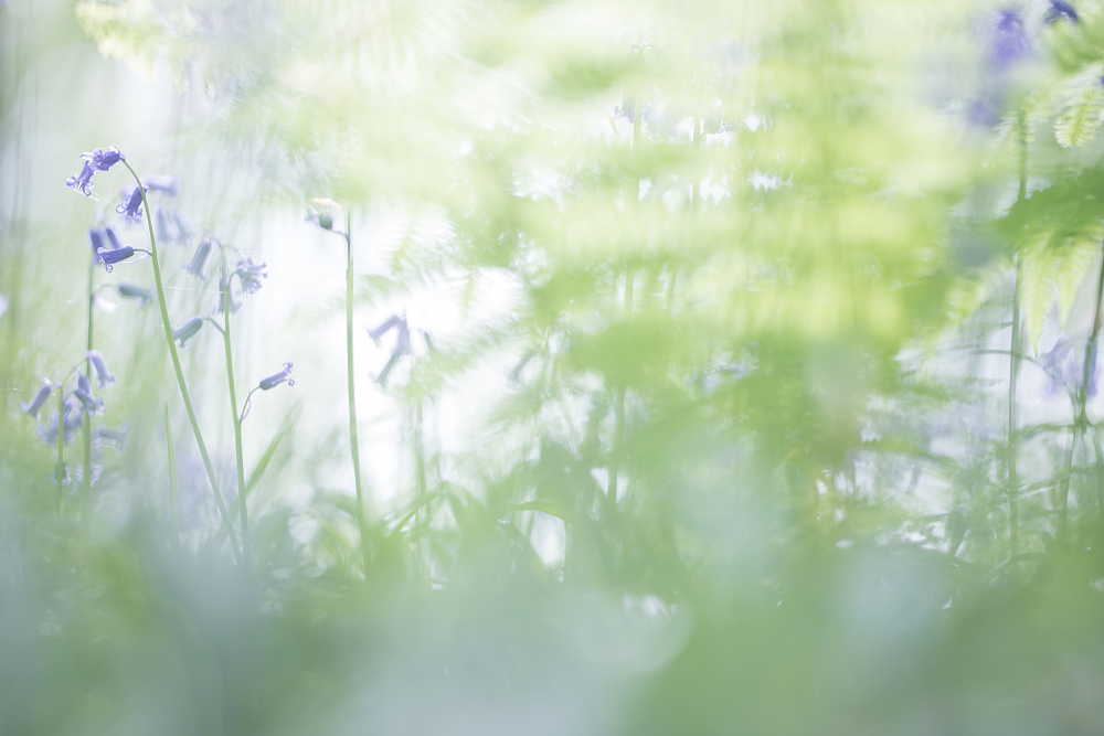 Wilde- of boshyacint in het Hallerbos met veel onscherpte en bokeh