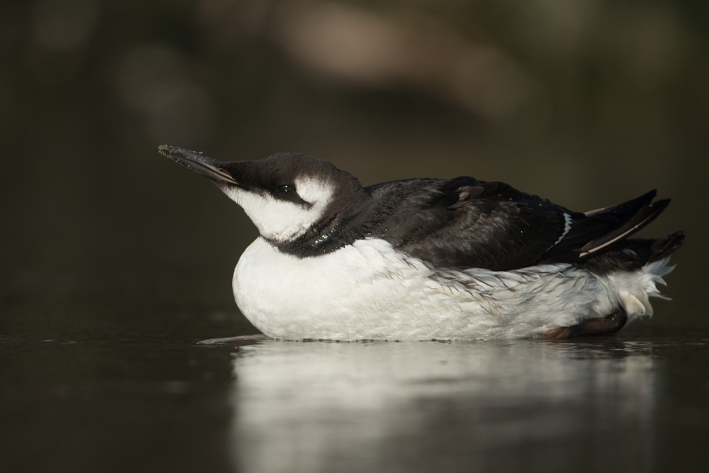 Zeekoet (Uria aalge) op het strand