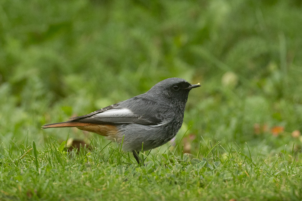 Mannetje Zwarte roodstaart (Phoenicurus ochruros) in het gras