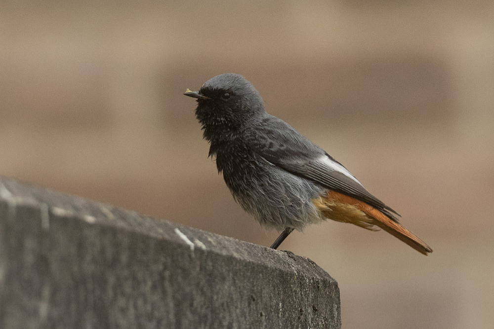Mannetje Zwarte roodstaart (Phoenicurus ochruros) tussen de huizen