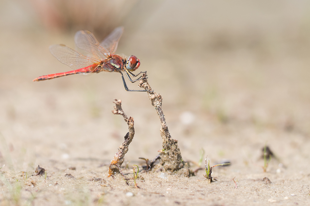 Zwervende heidelibel (Sympetrum fonscolombii) 