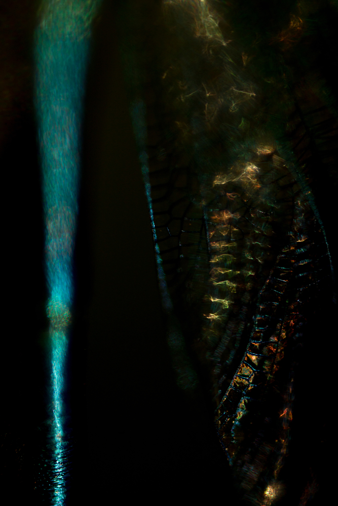 Close-up van een weidebeekjuffer