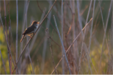 Bosrietzanger (Acrocephalus palustris)