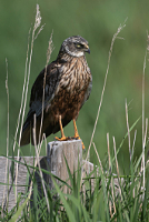 Bruine kiekendief (Circus aeruginosus)