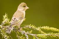 Groenling (Chloris chloris)