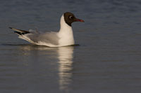 Kokmeeuw (Chroicocephalus ridibundus)