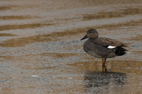 Krakeend (Mareca strepera)