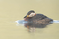 Roodhalsfuut (Podiceps grisegena)