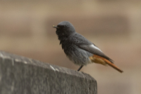 Zwarte roodstaart (Phoenicurus ochruros)
